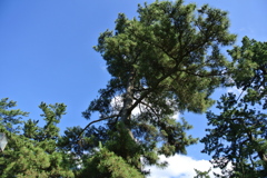 見上げると木、その上には青空
