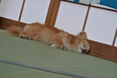 お昼寝ディアたん