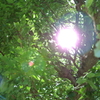 木漏れまくってる日