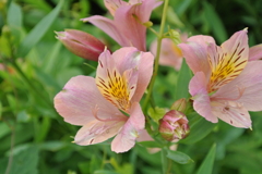 蕾を守るように咲く花