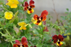 どの花の名前も僕たちはまだ知らない