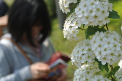 白い紫陽花