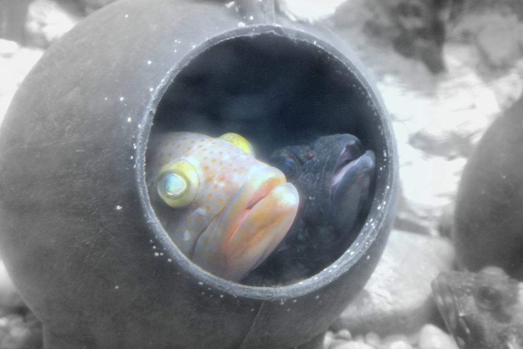 Fishes look the world from this pot.