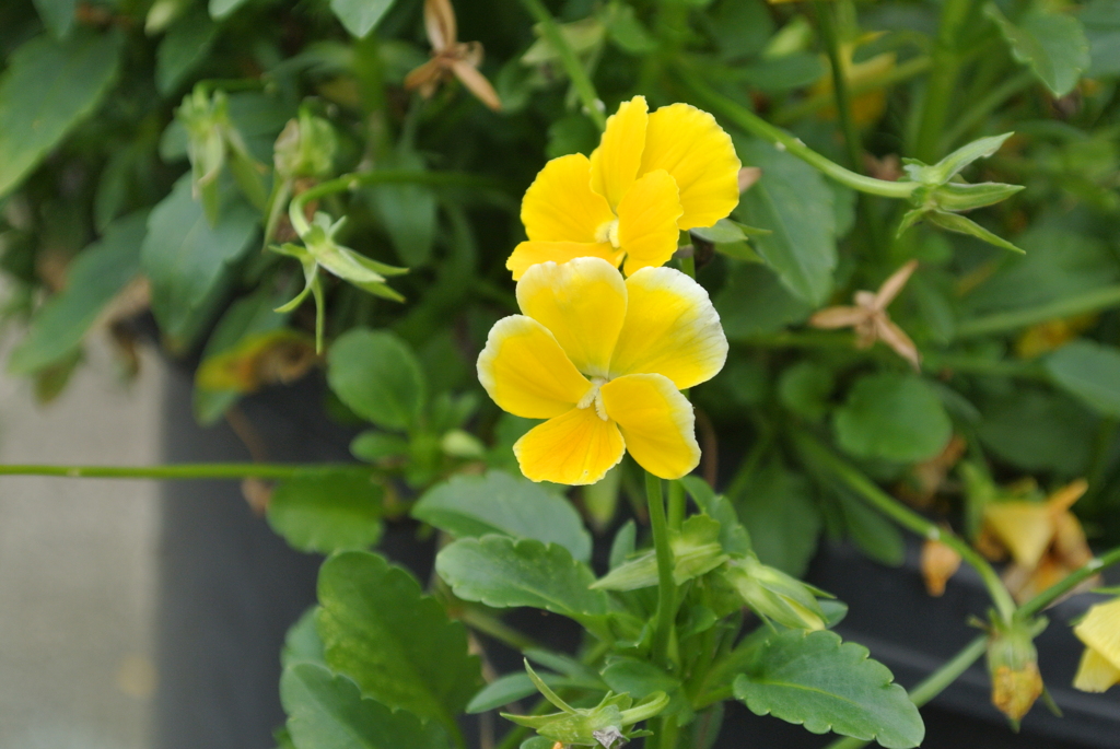 A Flower like Haney