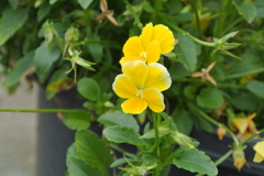 A Flower like Haney