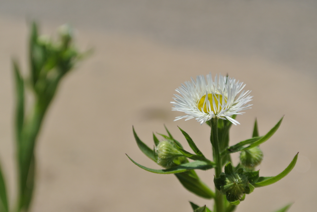 凛と咲く一輪の花