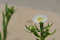 凛と咲く一輪の花