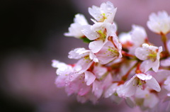 山桜①