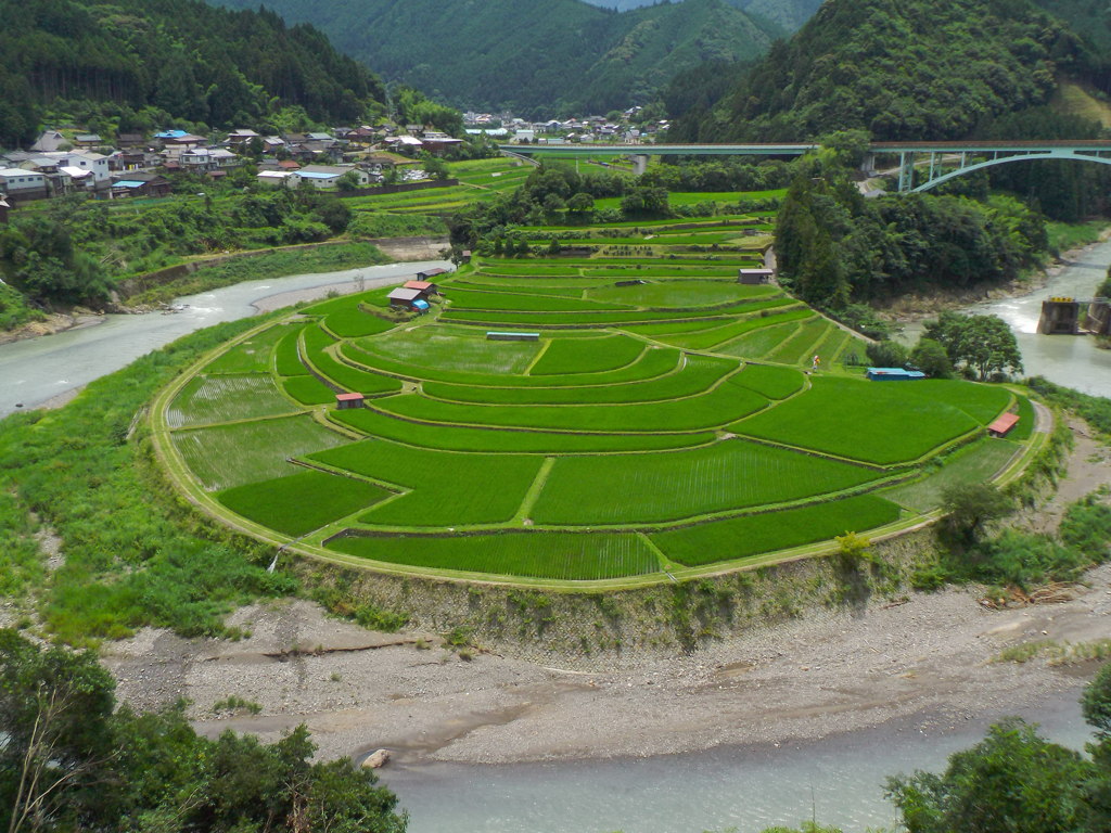夏の棚田2