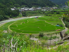夏の棚田1