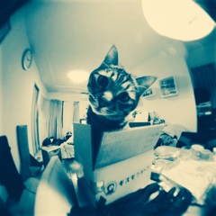 ねこ