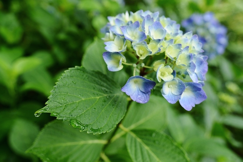 紫陽花