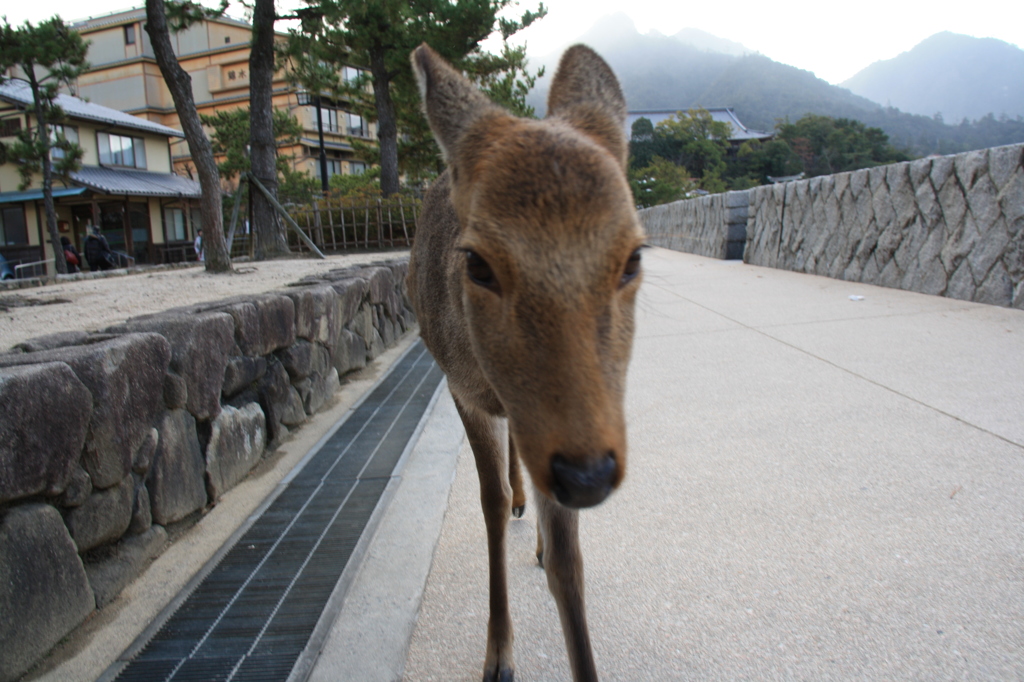 神の遣い　バンビちゃん　宮島04