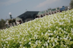 いいお天気