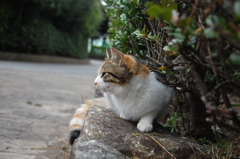 ねこ