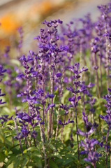 むらさきのお花