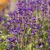 むらさきのお花
