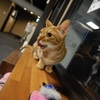 ぺろーん