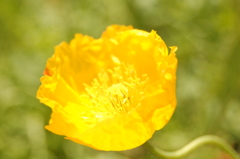 なんの花？