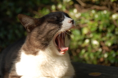 あくび