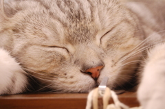 おやすみ