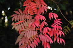 紅