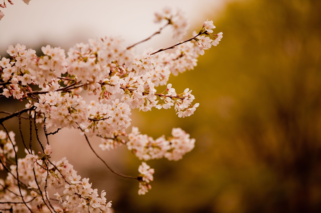 御苑の桜