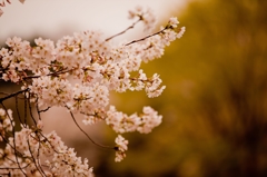 御苑の桜