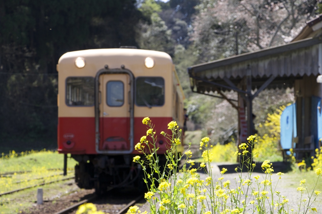 小湊鉄道の春