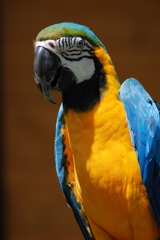 ルリコンゴウインコ