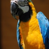 ルリコンゴウインコ