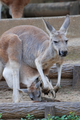 カンガルーの親子