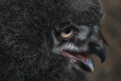 フクロウの子