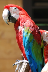 コンゴウインコ