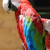 コンゴウインコ