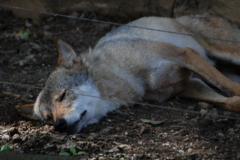 へばるオオカミ