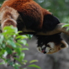 眠るレッサーパンダ