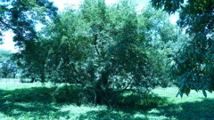 P1000369