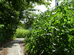 P1000384