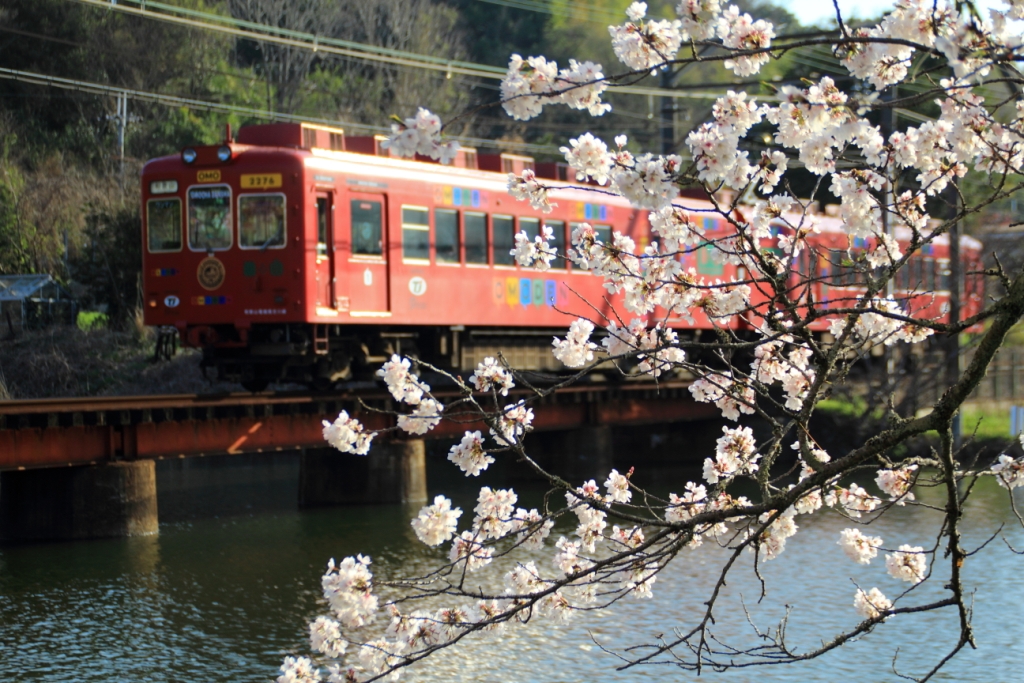 桜の大池（２）