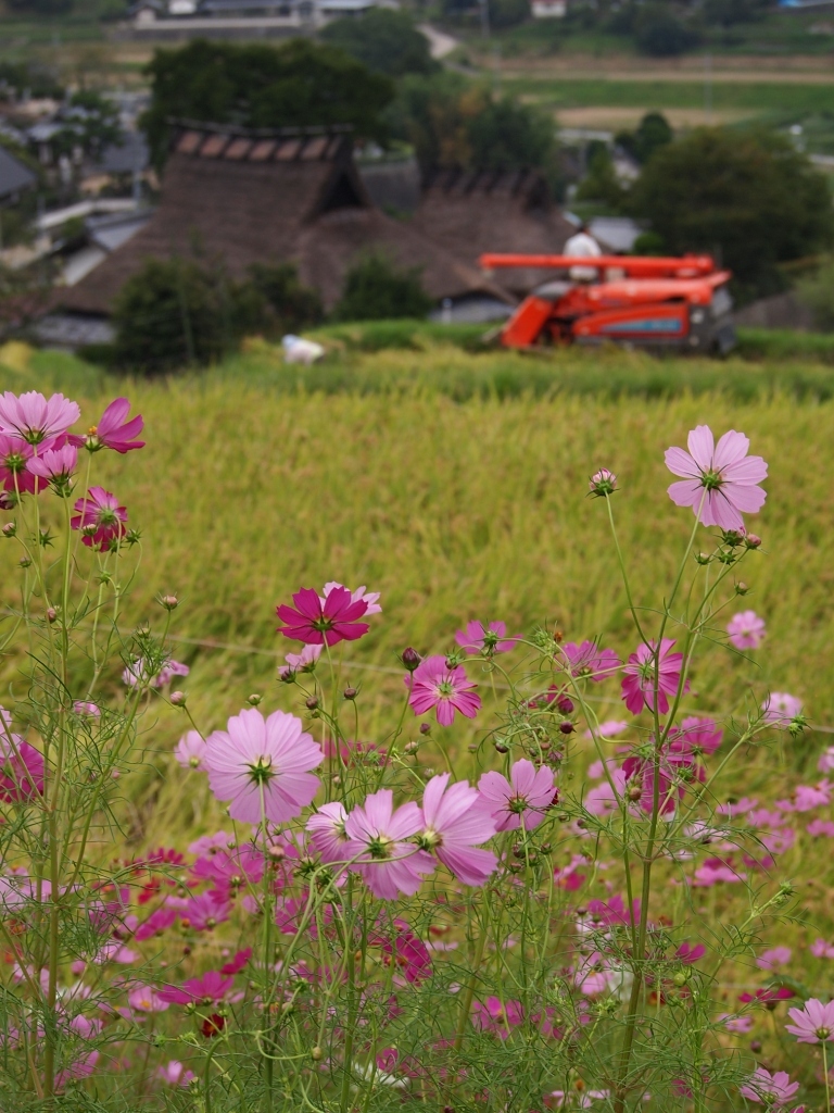 収穫の時