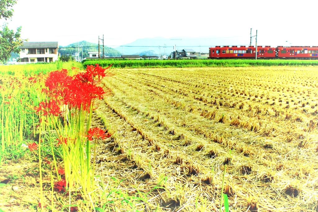 秋の田園