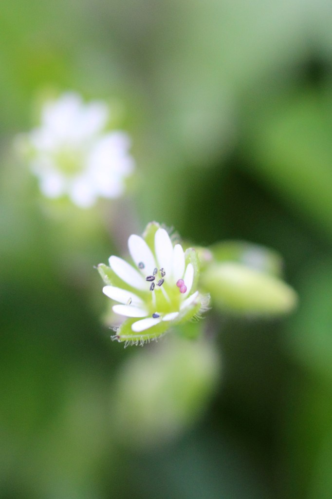 名もなき花？