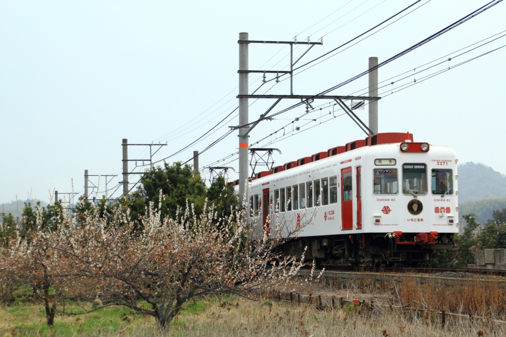 梅といちご電車