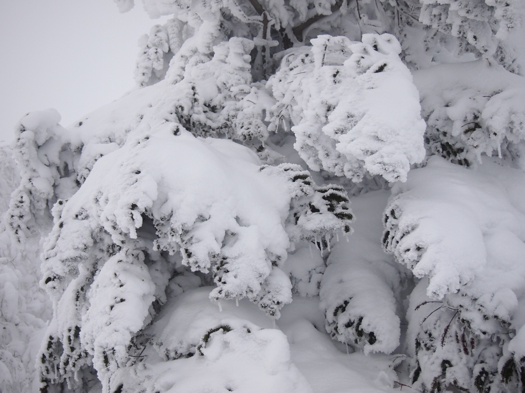 風雪に耐える！