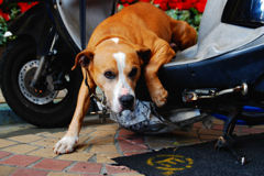 ワイルド犬
