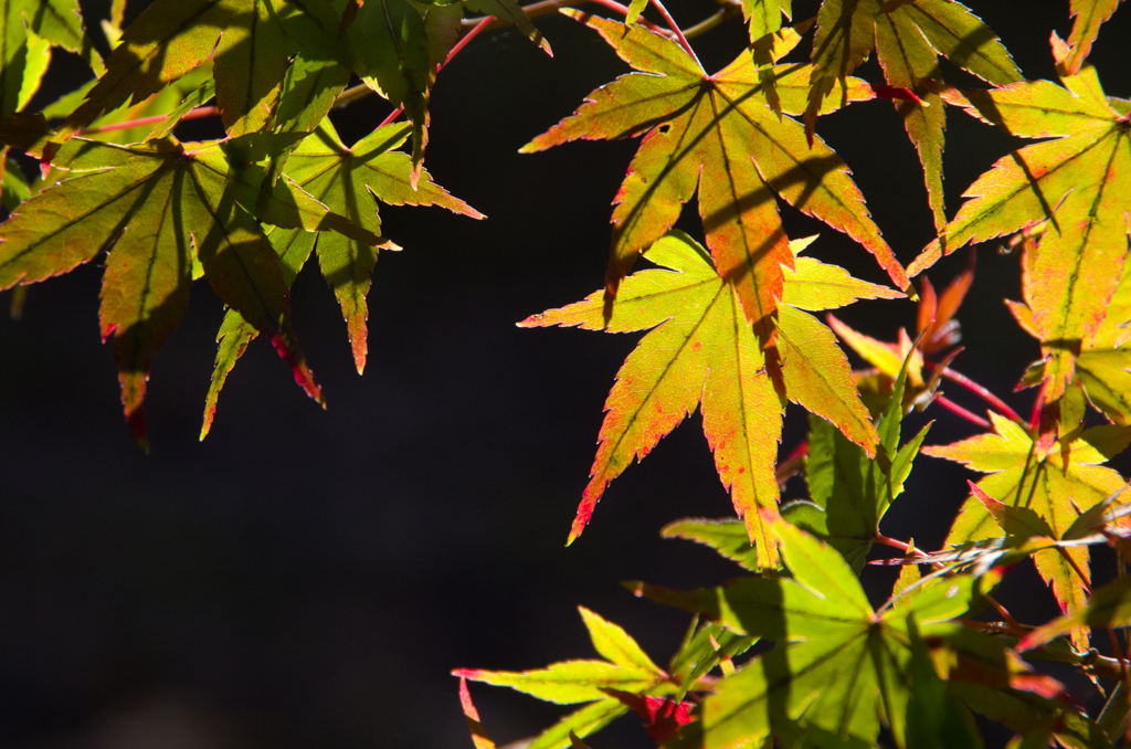 Autumn color in Nanzenzi-Temple