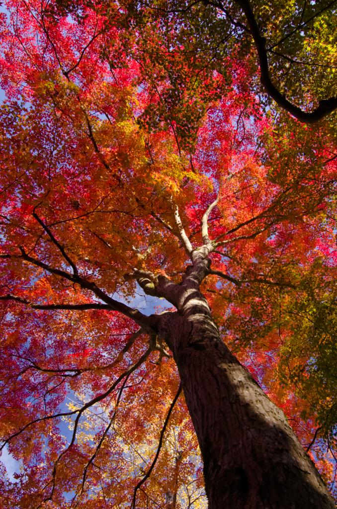 Autumn color in Nanzenzi-Temple
