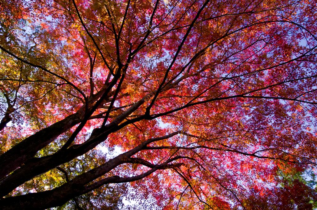 Autumn color in Nanzenzi-Temple