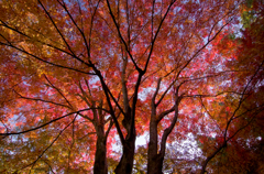 Autumn color in Nanzenzi-Temple